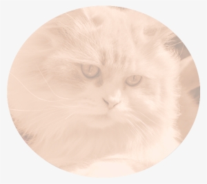 Grooming - Scottish Fold