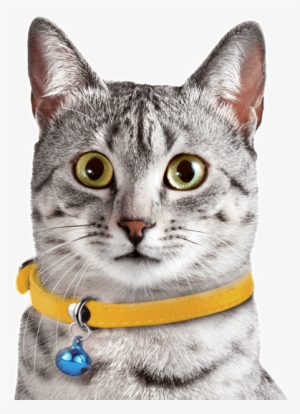 Search - Egyptian Mau Black Female