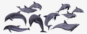 Dolphins, Marine, Sea, Ocean, Animal - Dolphin