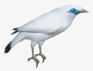 White Twitter Bird Png Download - Bird