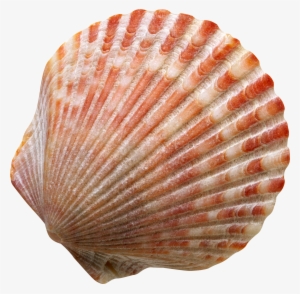 Banner Free Seashell Png Images Free Download - Concertos Op. 10 Nos.