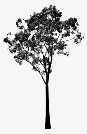 Eucalyptus Tree, Gum Tree Vector - Eucalyptus Tree Clip Art
