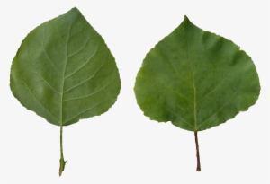 Populus Tremula Scanned Leaves - Leaves Png