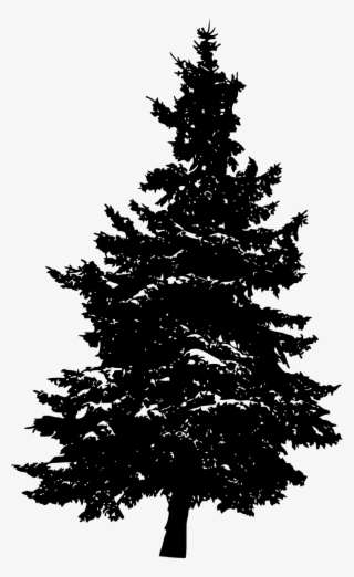 Png File Size - Pine Tree Transparent
