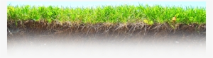 Grass Roots Png - Roots Underground