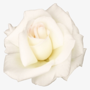 White Rose Png Transparent Image - White Roses Png