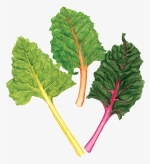 Rainbow Chard - Chard