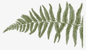 Fern - Fern Drawings Transparent