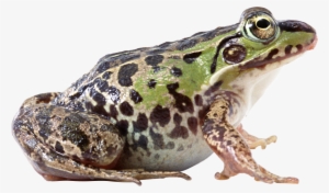 Frog Png