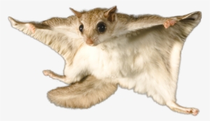 Central Ohio Flying Squirrel Control - Flying Squirrel