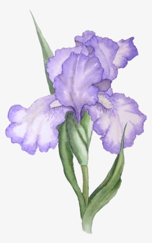 Illustration Transparent Stickpng Download - Iris Flower Png
