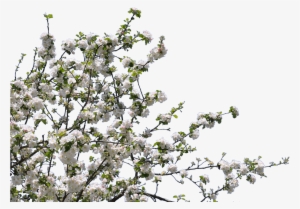 Download - White Flower Tree Png