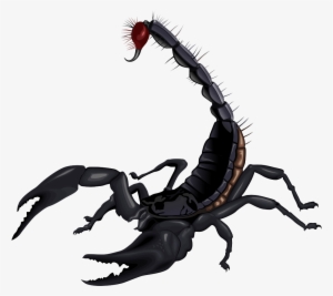 Scorpion Png