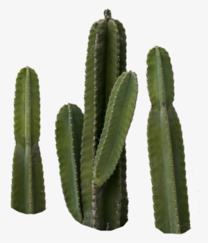 Share This Image - Cactus Png