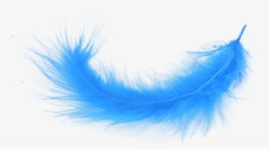 Feather Png