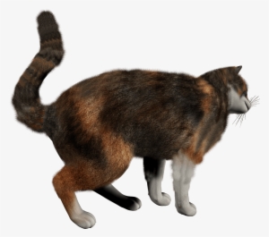 Manx Cat Png
