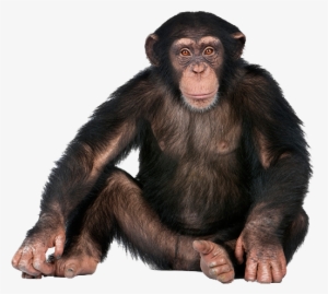 Monkey Png - Monkey Or Ape? [book]