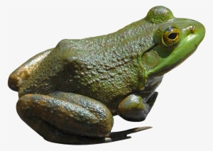 Frog Png