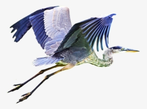 Wood Stork Png, Blue Heron Flying Png - Blue Heron Flying Png