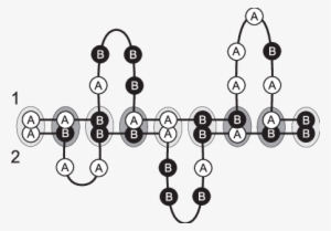 Schematic Picture Of A Complex Of Two Random Heteropolymer - Circle