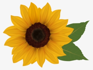 Graphic Royalty Free Library Png Picture Crafts Class - Sunflower Clipart No Background