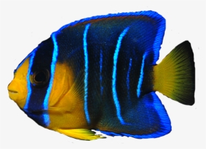 School Of Fish Png - Angel Fish Transparent