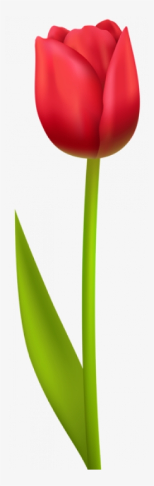 Tulip Transparent Red - Transparent Background Red Tulip