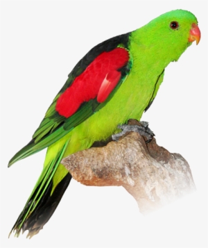 Parrot Png Amp Parrot Transparent Clipart Free Download