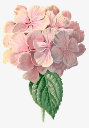 Eylem 2342 570×863 Пикс - Hydrangea Vintage