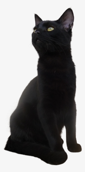 Black Cat Png Transparent Picture - Short Hair Black Cat