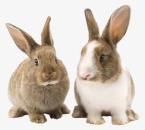 Rabbit Bunny Png Picture - Prosper Pet Cat Tunnel - Collapsible 3 Way Play Toy