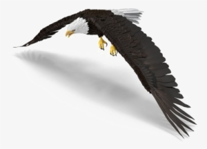 Bald Eagle Png Photo - Red-tailed Hawk