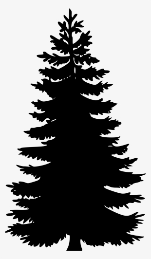Pine Tree Vector Png
