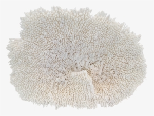 Table Coral