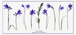 Spring Flowers Png 4 By Vladlena111 - Flowers Png Spring