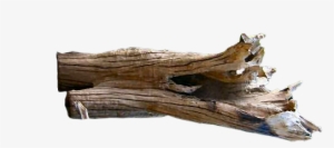 Driftwood Vector Drift Wood - Driftwood