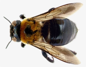 Learn About Bees - Carpenter Bee