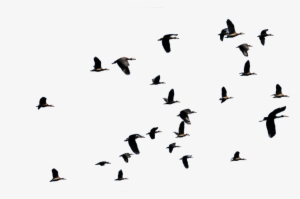 Asilia Rubondo Bird Flying - Flying Ducks Png