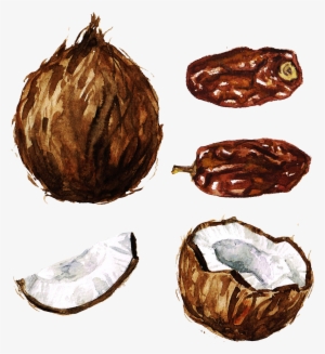 Coconut Watercolor Painting Clip Art - Coconut Watercolor Png