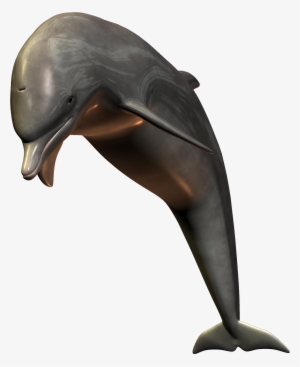 Dolphin .png