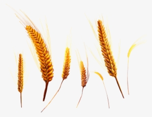 Free Png Wheat Png Images Transparent - Wheat