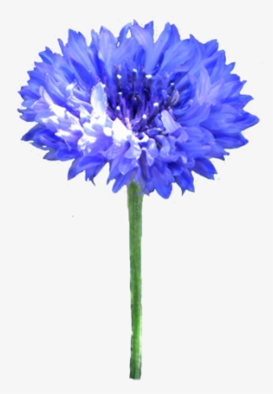 Hibiscus Flower Png - Corn Flower Clipart