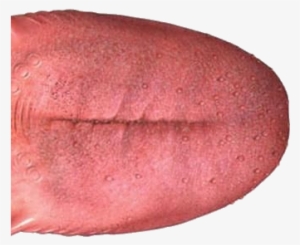 Tongue Png - Язык Png