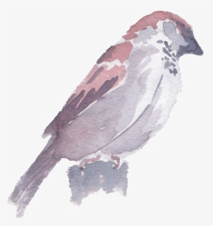 Hand Drawn Standing Bird Watercolor Transparent