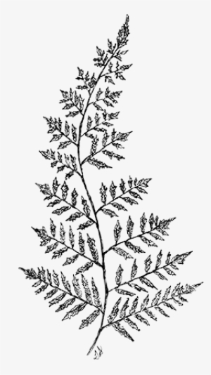 Line Drawing Fern - Fern Drawing Transparent