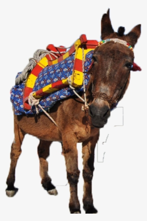 Image02 - Donkey Ride Png