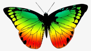 Butterfly With Many Colors - Butterfly Wing Black And White