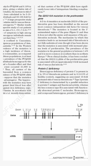 Structure Of The Human Prothrombin Gene And Localization - Prothrombin G20210a