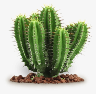 Free Png Cactus Png Images Transparent - Transparent Background Cactus Png