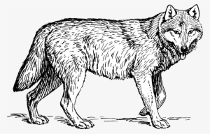 Wolf Cleaned 2 - Realistic Wolf Coloring Sheets